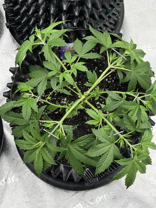 Zamnesia Grow Cup 2026. Week 4