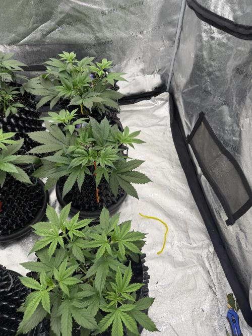 Zamnesia Grow Cup 2026. Week 4