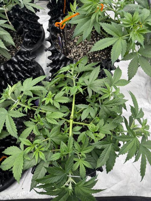 Zamnesia Grow Cup 2026. Week 4