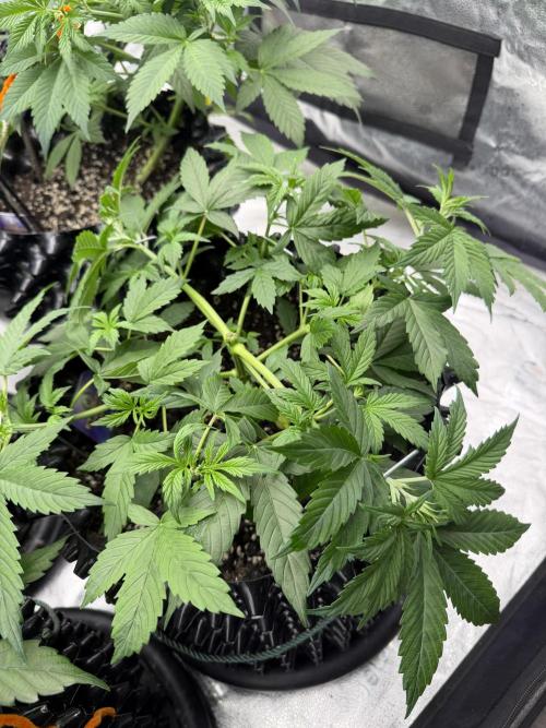 Zamnesia Grow Cup 2026. Week 4