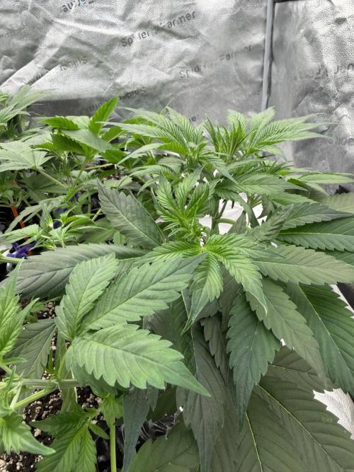 Zamnesia Grow Cup 2026. Week 4