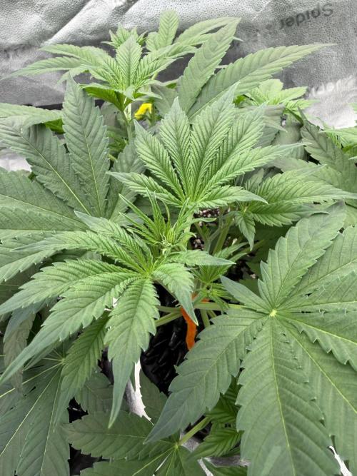 Zamnesia Grow Cup 2026. Week 4