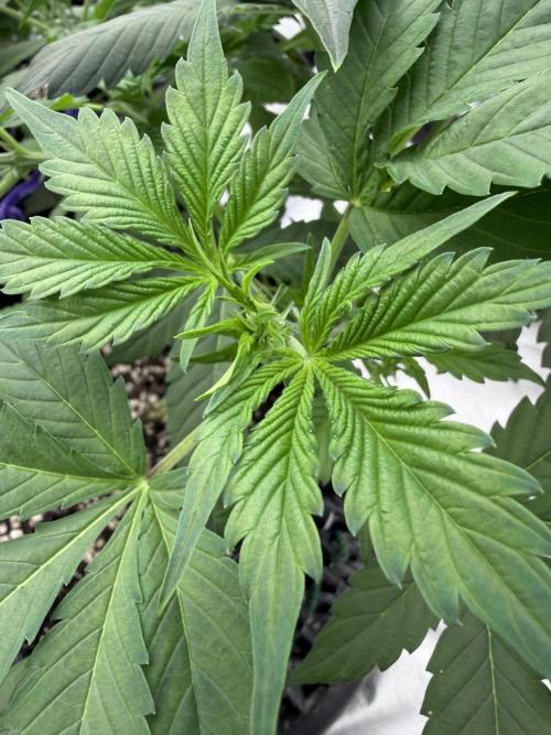 Zamnesia Grow Cup 2026. Week 4