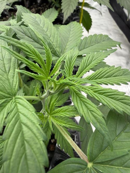 Zamnesia Grow Cup 2026. Week 4
