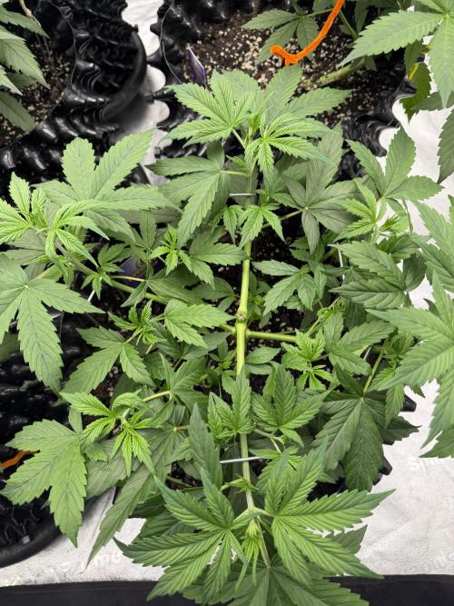 Zamnesia Grow Cup 2026. Week 4