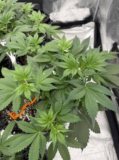 Zamnesia Grow Cup 2026. Week 4