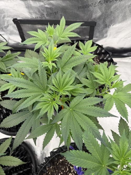 Zamnesia Grow Cup 2026. Week 4