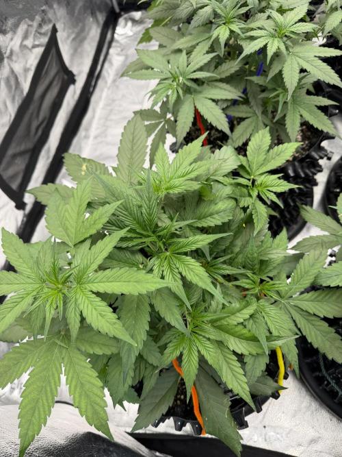 Zamnesia Grow Cup 2026. Week 4