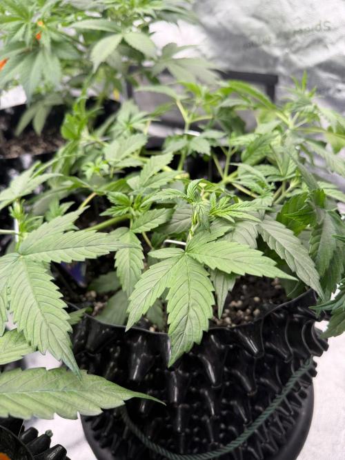 Zamnesia Grow Cup 2026. Week 4