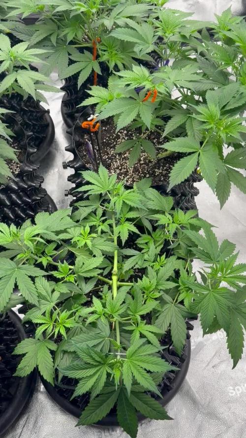 Zamnesia Grow Cup 2026