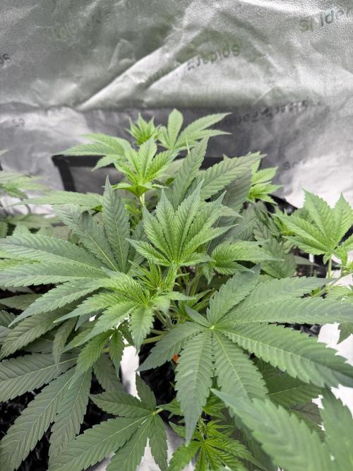 Zamnesia Grow Cup 2026. Week 4