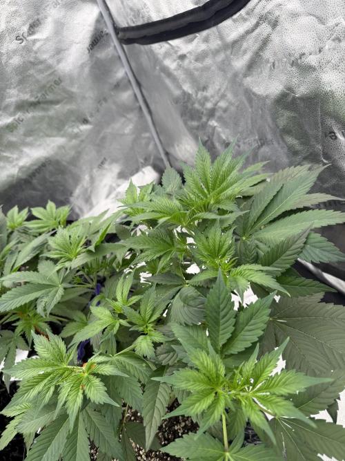 Zamnesia Grow Cup 2026. Week 4