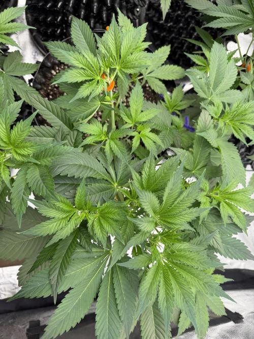 Zamnesia Grow Cup 2026. Week 4