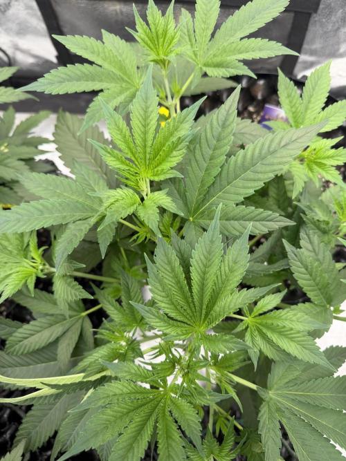 Zamnesia Grow Cup 2026. Week 4