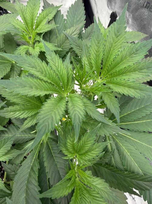 Zamnesia Grow Cup 2026. Week 4