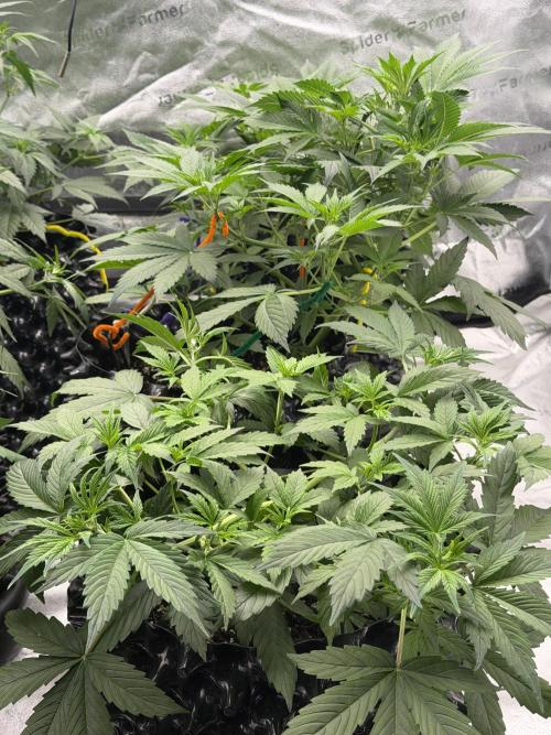 Zamnesia Grow Cup 2026. Week 5