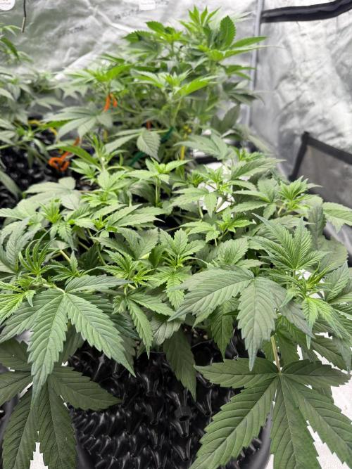 Zamnesia Grow Cup 2026. Week 5