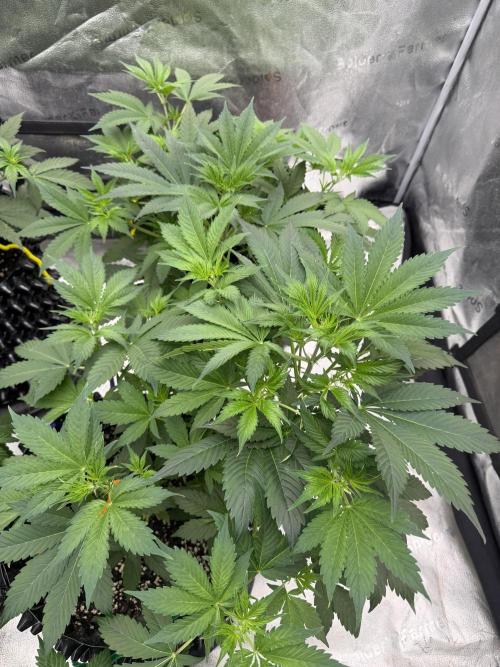 Zamnesia Grow Cup 2026. Week 5