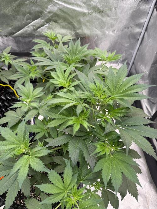 Zamnesia Grow Cup 2026. Week 5