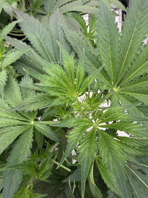 Zamnesia Grow Cup 2026. Week 5