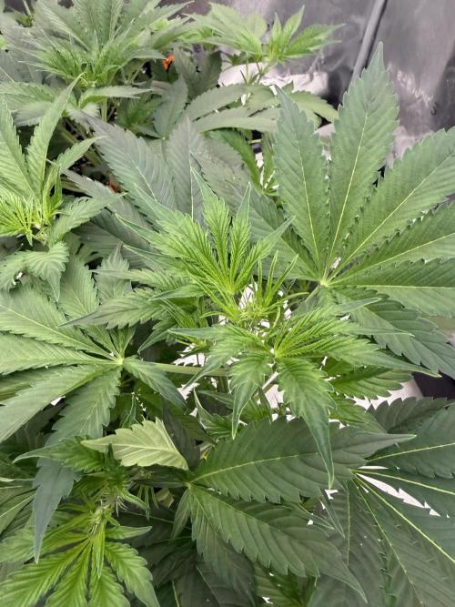 Zamnesia Grow Cup 2026. Week 5