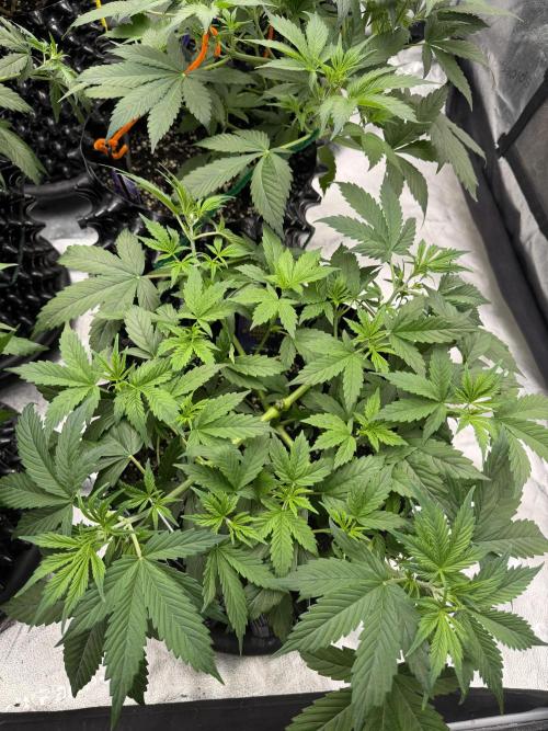 Zamnesia Grow Cup 2026. Week 5