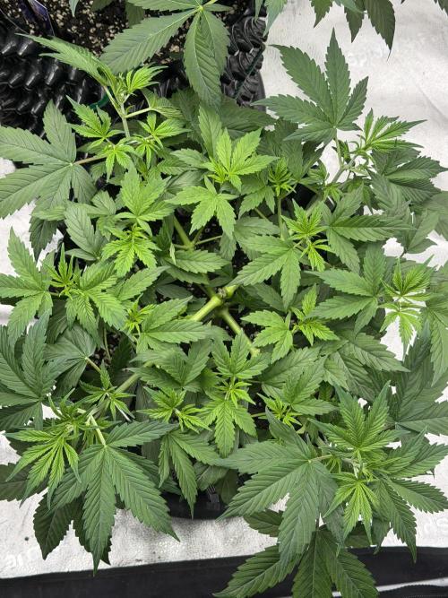 Zamnesia Grow Cup 2026. Week 5