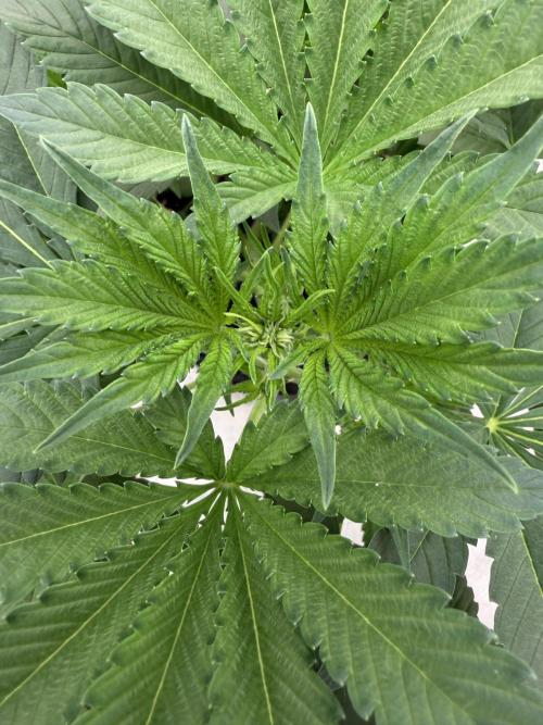 Zamnesia Grow Cup 2026. Week 5