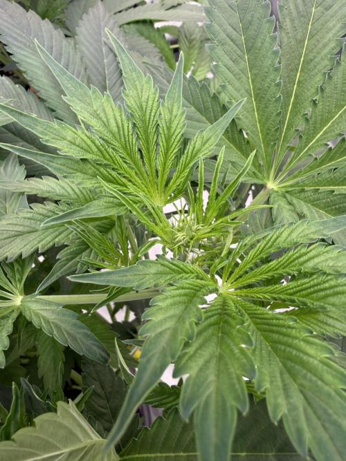 Zamnesia Grow Cup 2026. Week 5