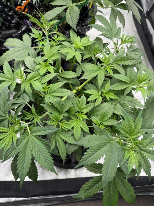 Zamnesia Grow Cup 2026. Week 5