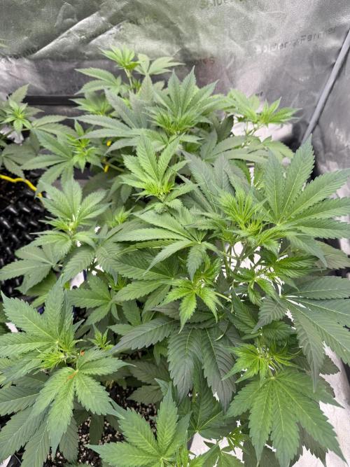 Zamnesia Grow Cup 2026. Week 5