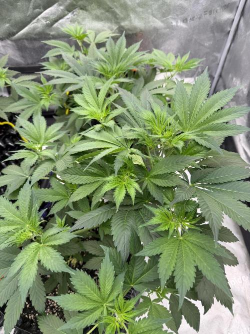 Zamnesia Grow Cup 2026. Week 5