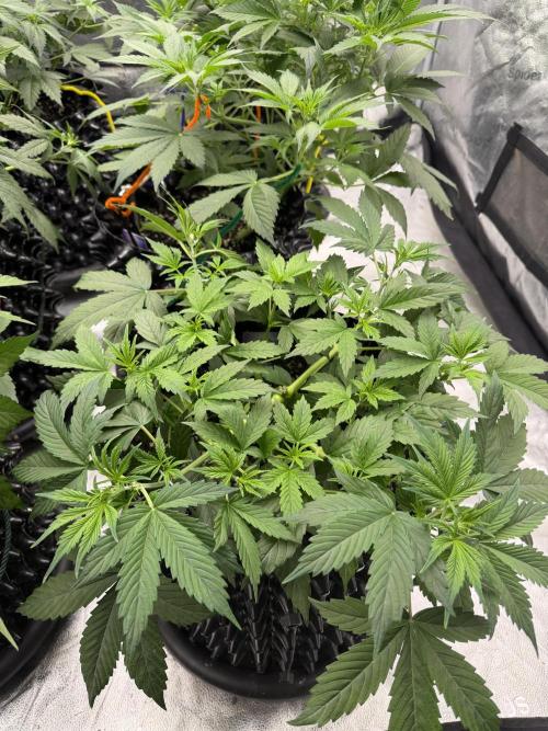 Zamnesia Grow Cup 2026. Week 5
