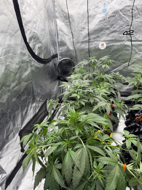 Frostbanger. Week 5
