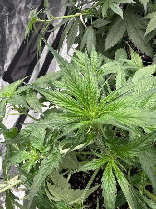 Frostbanger. Week 5