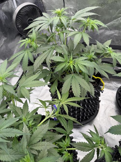 Frostbanger. Week 5