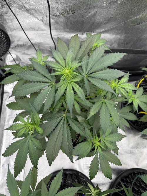 Frostbanger. Week 5