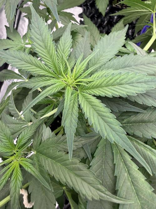 Frostbanger. Week 5