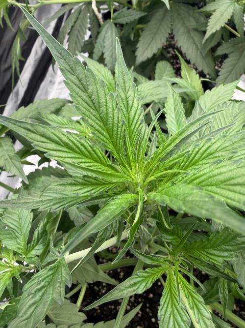 Frostbanger. Week 5
