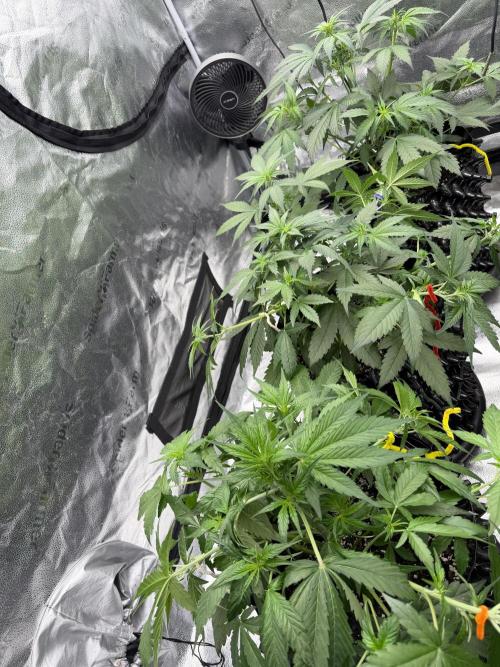 Frostbanger. Week 5