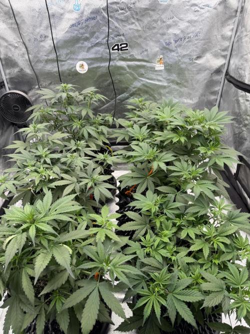 Frostbanger. Week 5
