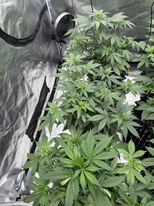 Frostbanger. Week 5