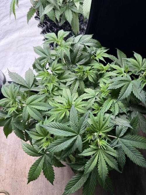 Zamnesia Grow Cup 2026. Week 5