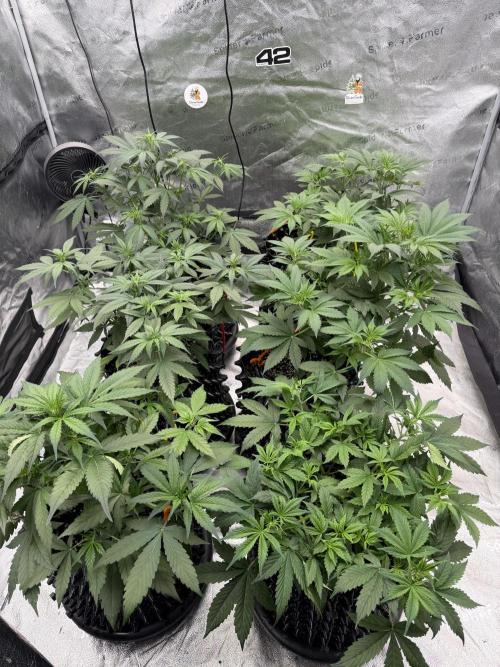 Zamnesia Grow Cup 2026. Week 5
