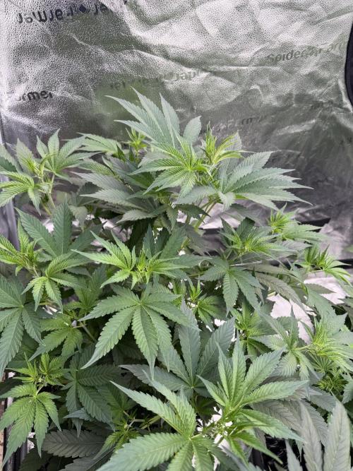 Zamnesia Grow Cup 2026. Week 6