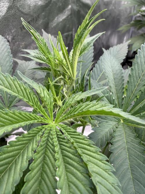 Zamnesia Grow Cup 2026. Week 6