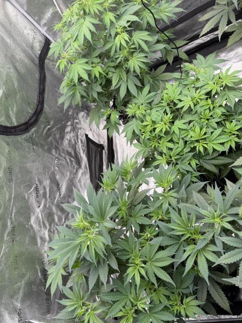 Zamnesia Grow Cup 2026. Week 6