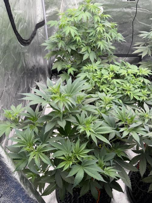 Zamnesia Grow Cup 2026. Week 6