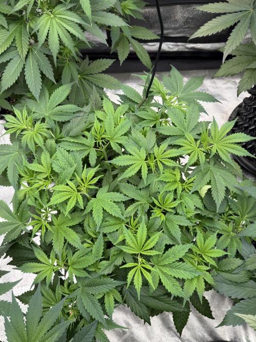 Zamnesia Grow Cup 2026. Week 6