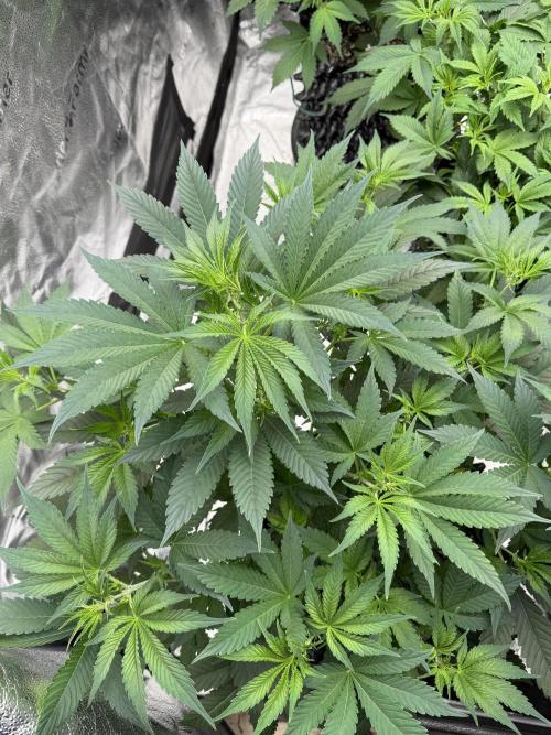 Zamnesia Grow Cup 2026. Week 6